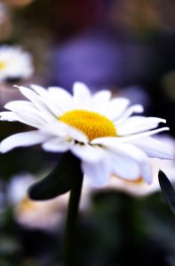 6869605418_8c48e9efde_o