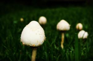 Fairy Ring Mushrooms