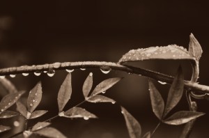 Backyard Spring Honeysuckle