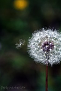 A WildflowersDSC_1194