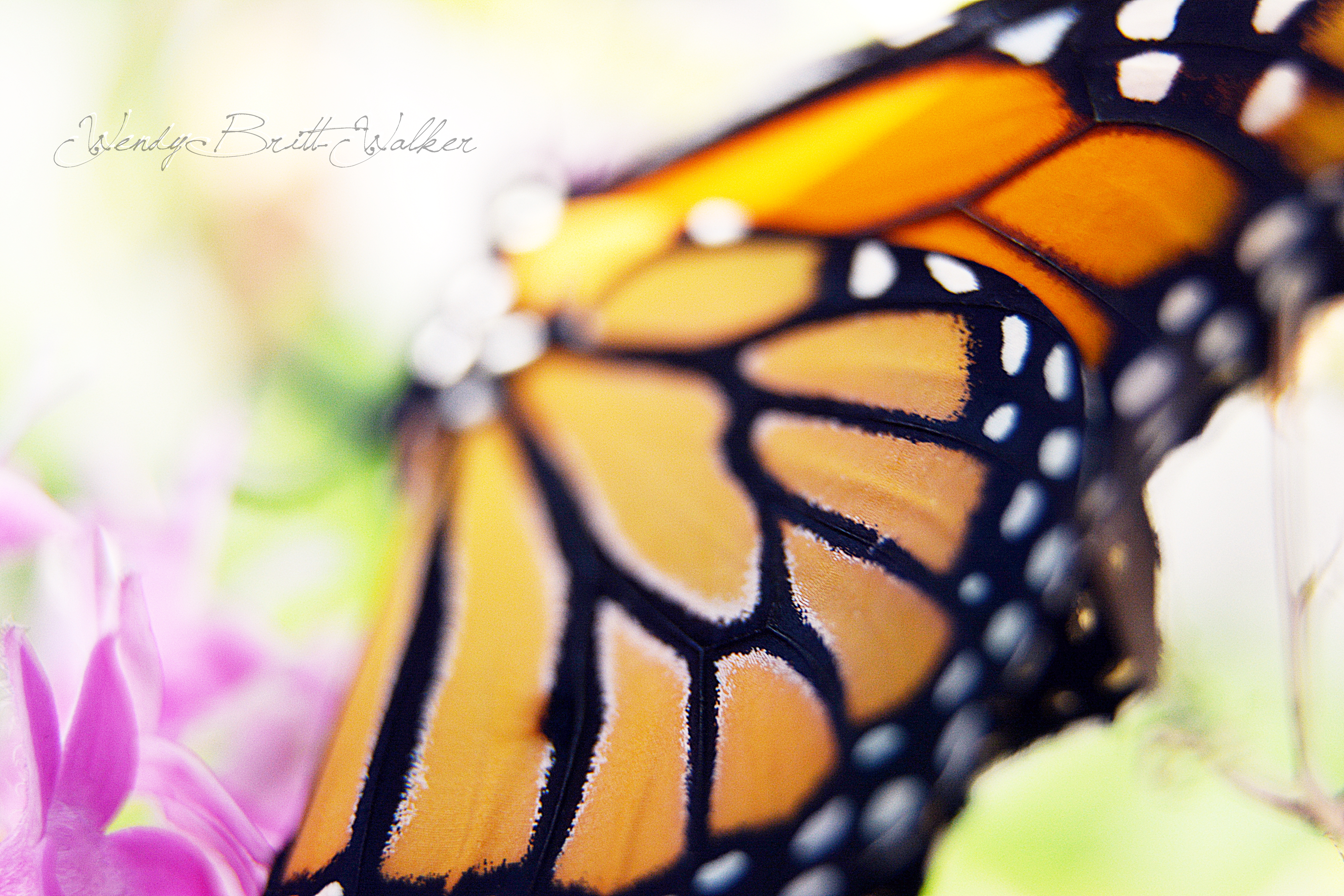 Summer of Serendipity