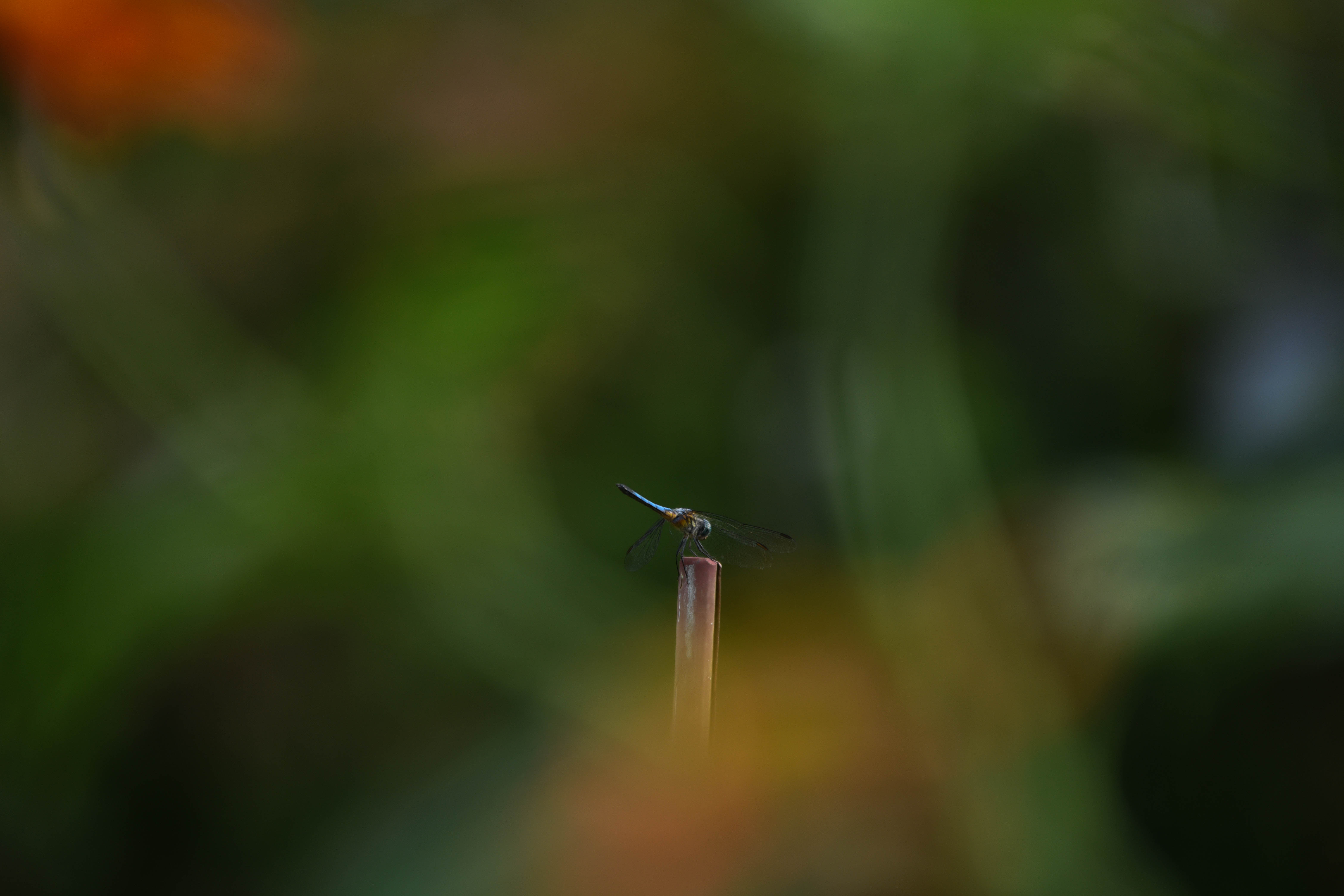 Dragonflies, Dirt, Finger-Paint, and&nbsp;Pollywogs