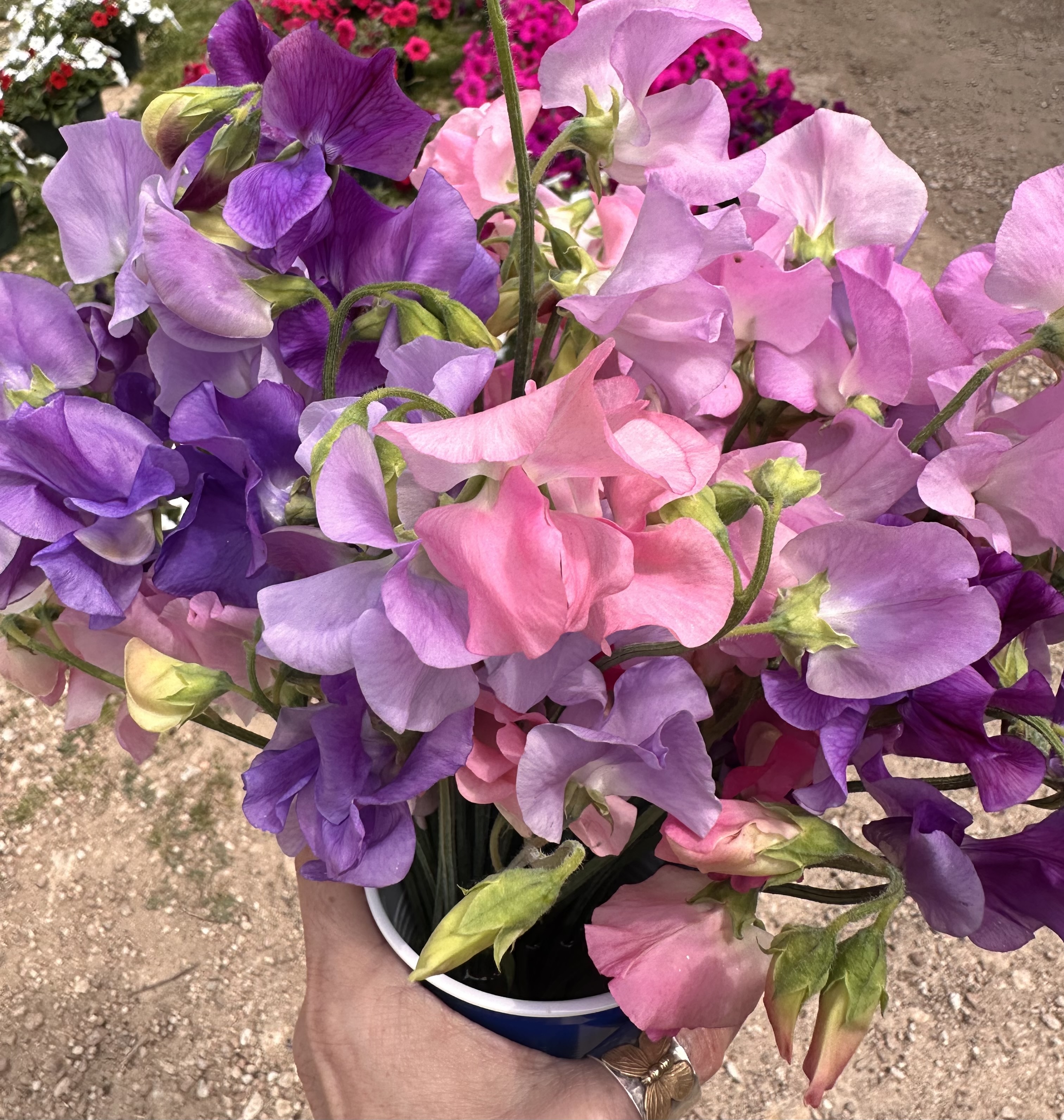 The Road Less&nbsp;Blossomed